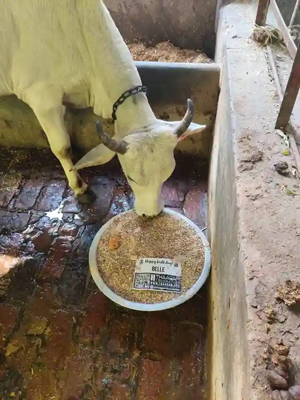 Cow Feeding