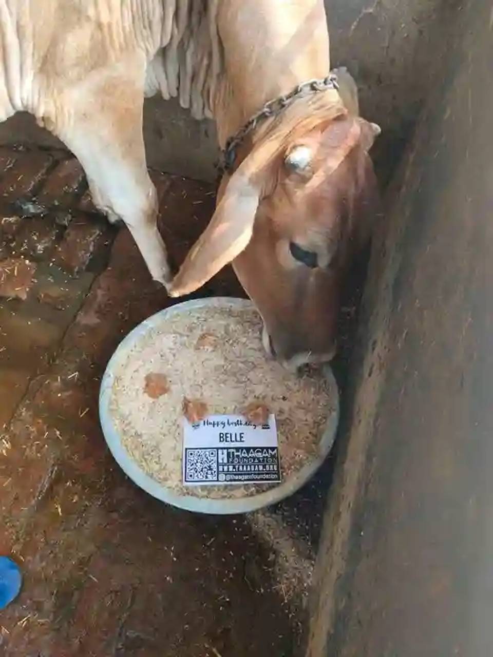 Cow Feeding