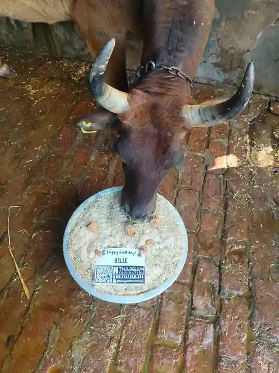 Cow Feeding