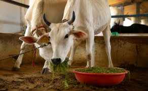 Cow Feeding