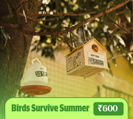 Help Birds Survive Summer